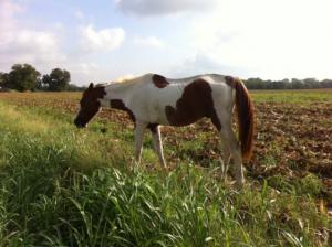 Comanche (Before)
